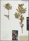 Foto von Salix hastata L.
